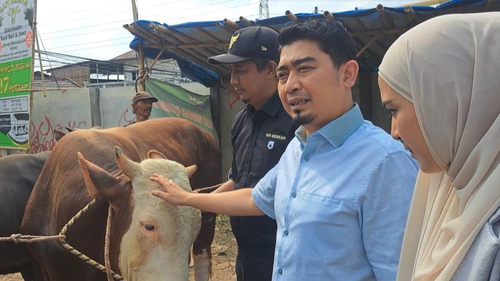 Solmed Beli Sapi Jumbo! Harganya Bikin Penasaran?